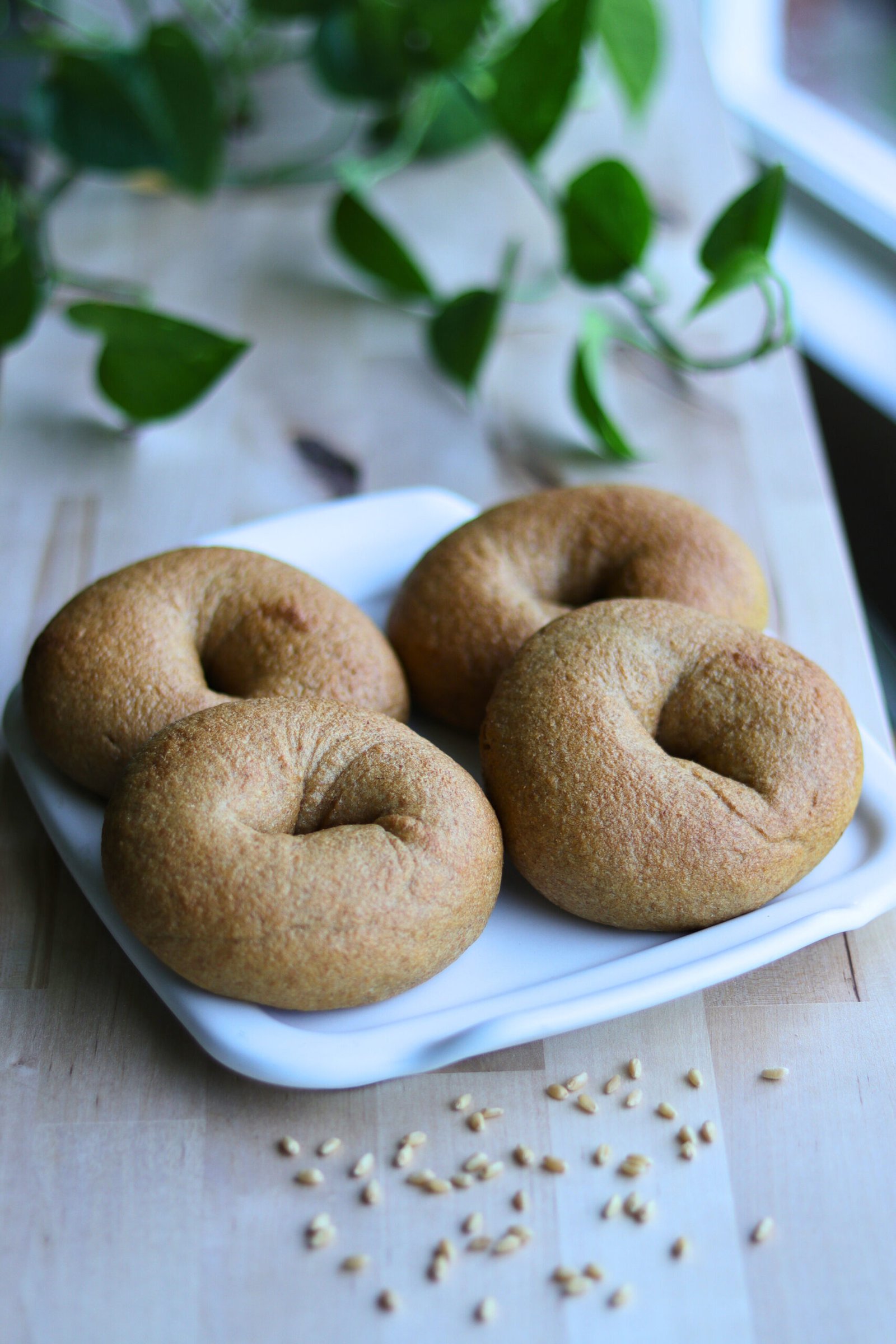 Fresh milled flour bagels, Grains to Greatness Bakery, London KY